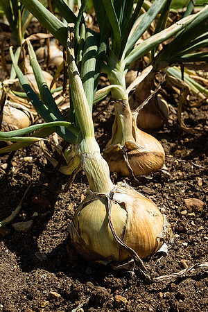 Potager at Abbey Fontvive IV - Grosbot