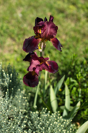 Les Jardins du Coq  - 4