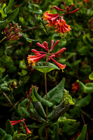 Garden 1 - Studio Lavalette