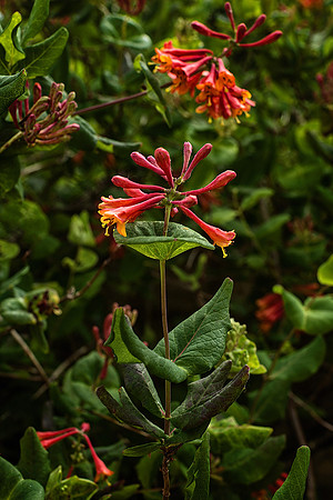 Garden 1 - Studio Lavalette