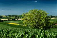 View towards Villebois-Lavalette - Near St Paul Lizonne