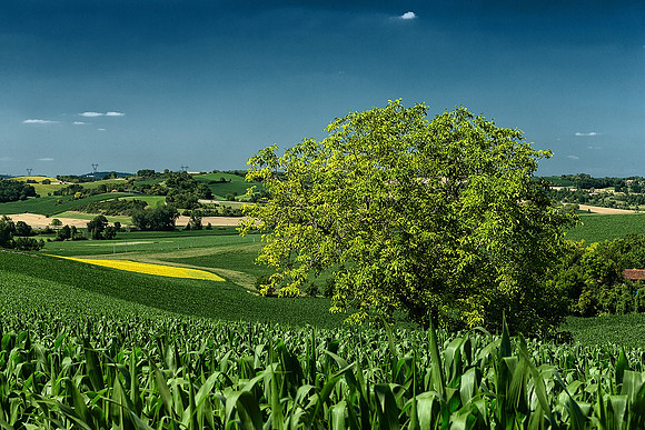 View towards Villebois-Lavalette - Near St Paul Lizonne