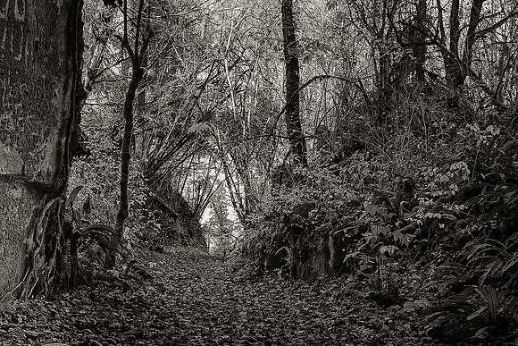 Leaves and Trees 3 - La Rochebeaucourt-et-Argentine