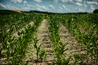 Cornfield - Near St Paul Lizonne