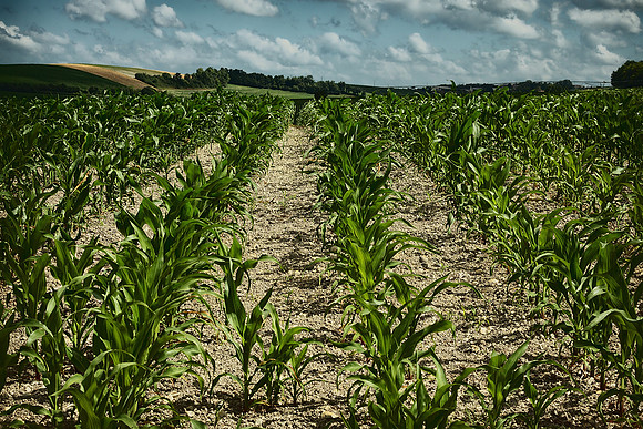 Cornfield - Near St Paul Lizonne