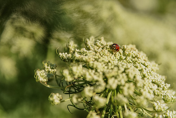 © Nina Everts