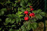 Rosehips - Vieux Mareuil
