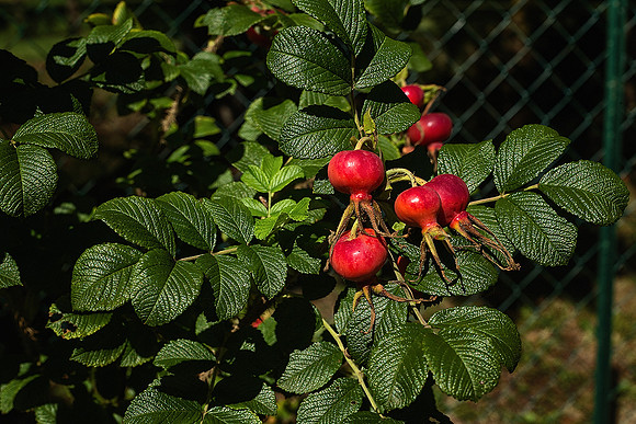 Rosehips - Vieux Mareuil