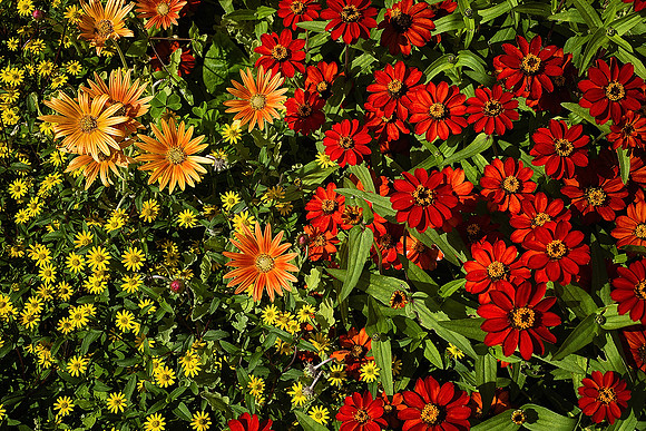 Civic Flowers I - Brantôme