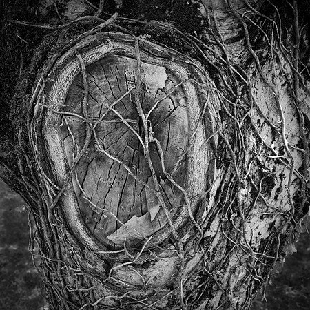© Tony Hugh