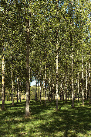 Trees I - Allemans