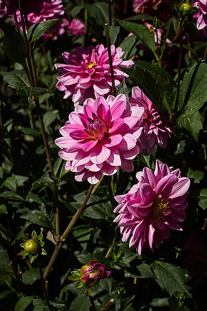 Potager at Abbey Fontvive V - Grosbot