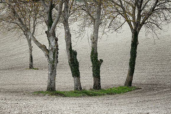 Trees 2 - Bouteilles