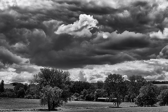 Trees and Sky I  - Near St Paul Lizonne