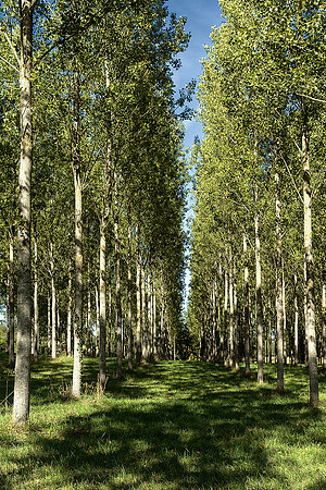 Trees III - Allemans