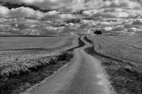 © Joyce Wenyon