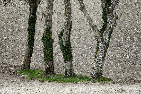 Trees 3 - Bouteilles