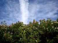 PC300074_1500_Sharp