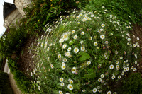 Civic Daisies _ Brantôme