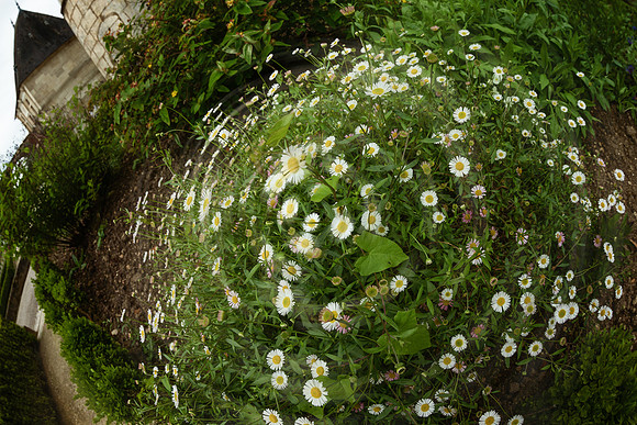 Civic Daisies _ Brantôme