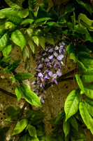 Garden 4 - Studio Lavalette