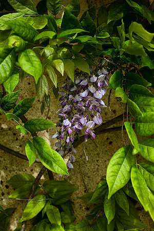 Garden 4 - Studio Lavalette