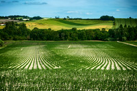 Cornfields - St Paul Lizonne