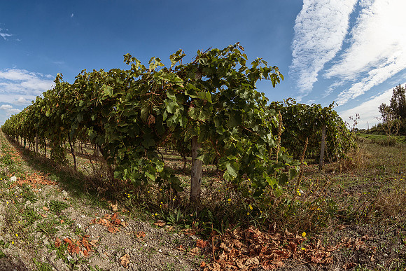 Vine - Blanzaguet