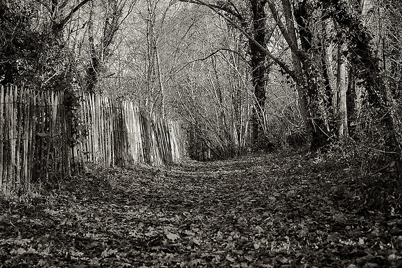 Leaves and Trees 1 - La Rochebeaucourt-et-Argentine