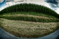 Cornfield - Lusignac