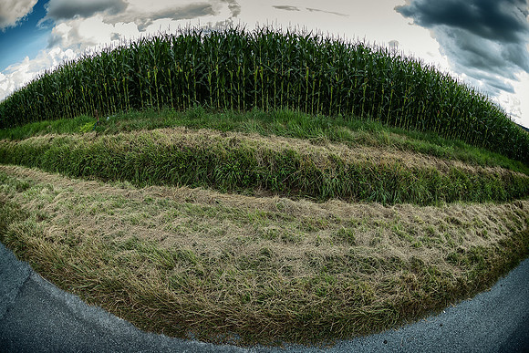 Cornfield - Lusignac