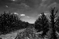 Cornfield - Near St Paul Lizonne