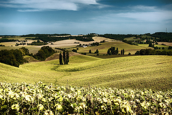 Millions of Sunflowers - Auriac de Bourzac