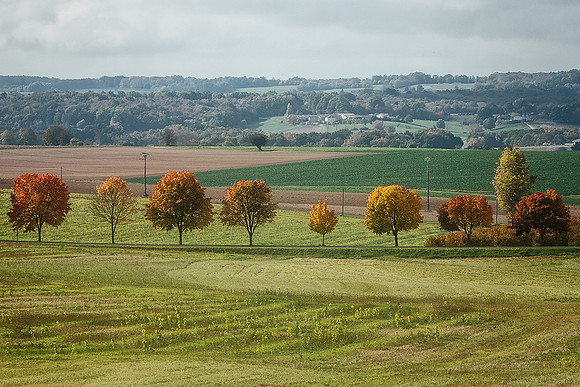 Lollipop Trees - Villebois-Lavalette