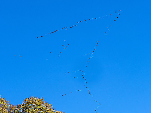 Cranes over the Studio 1 - Villebois-Lavalette