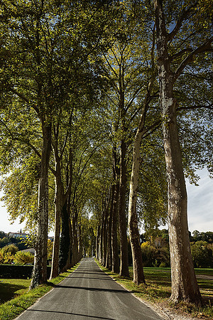 Trees by the Dronne 1 - Aubeterre