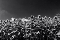 Sunflowers - Near St Paul Lizonne
