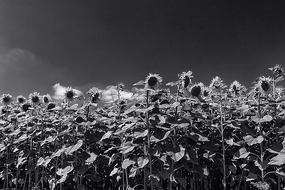 Sunflowers - Near St Paul Lizonne