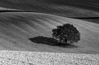 Single Tree - Near Villebois Lavalette, Charente