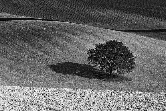 Single Tree - Near Villebois Lavalette, Charente