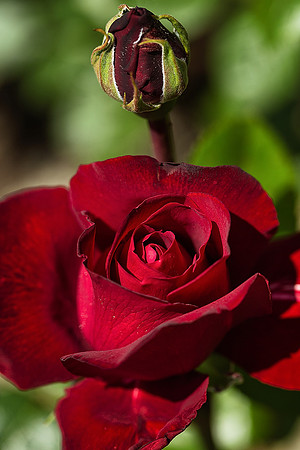 Rose 3 - Studio Lavalette