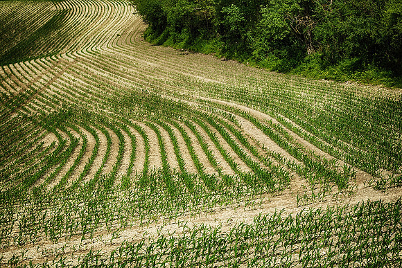 Corn Field- St Paul de Lizonne