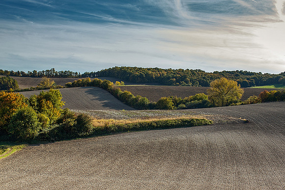 Autumn Field - Ronsenac