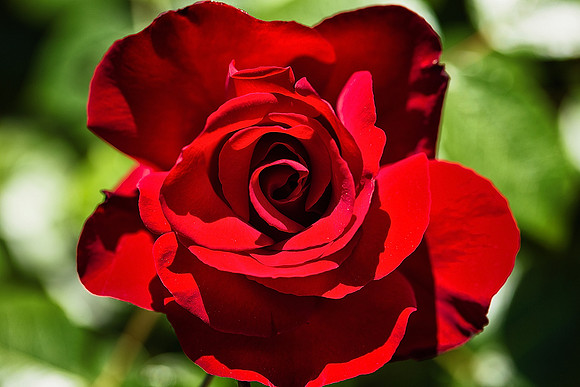 Rose 2 - Studio Lavalette