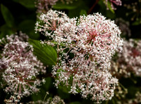 Flowers - Siorac-de-Riberac