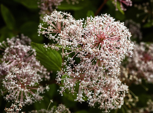 Flowers - Siorac-de-Riberac