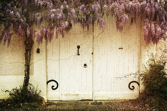 White Door and Wisteria - Vanxains
