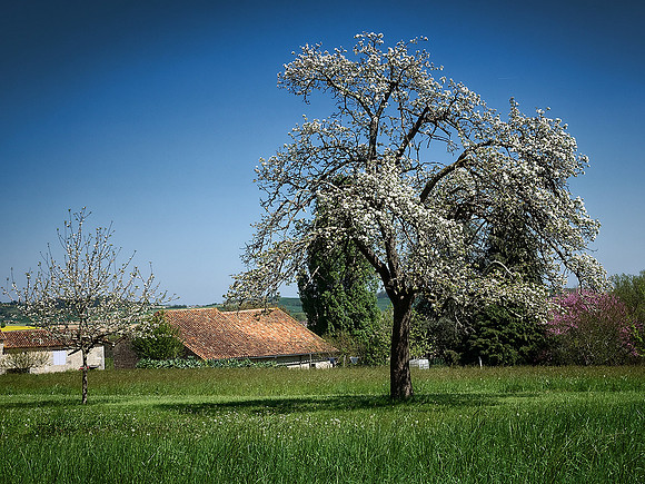 Tree Blossom III - Ronsenac