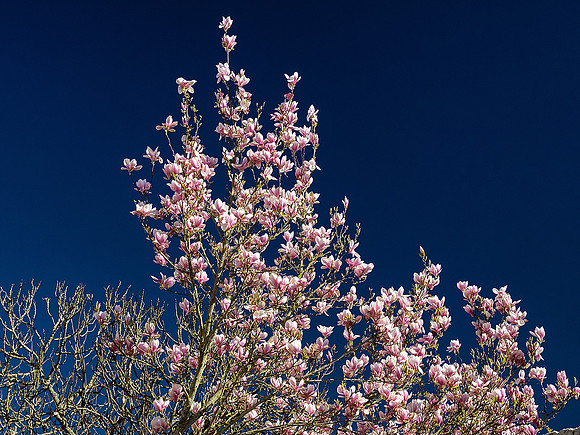Magnolia Tree - Mainzac