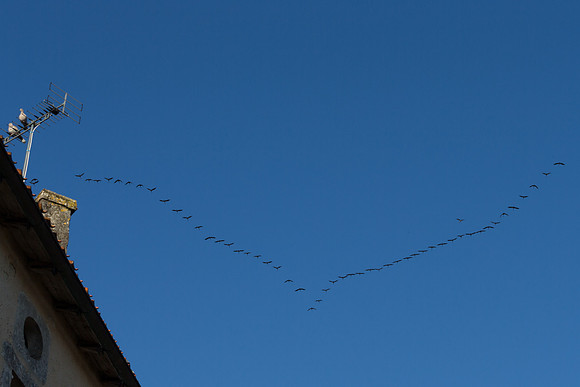 Migratory Cranes I - Villebois-Lavalette